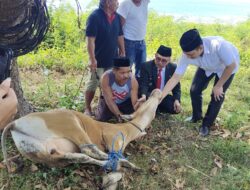 Bupati dan Wakil Bupati Majene Menyaksikan pemotongan Hewan Qurban Pemda