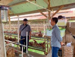 Perumda Aneka Usaha Kabupaten Majene Belajar Pengembangan Peternakan Ayam Petelur di Kabupaten Gowa
