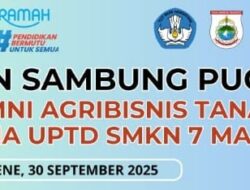 Alumni Agribisnis Tanaman SMKN 7 Majene Gelar Pelatihan ‘Sambung Pucuk’ Anti Gagal! Cetak Petani Millennial Unggul
