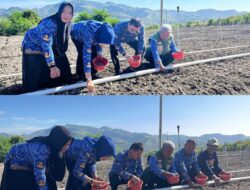 Bupati dan Wakil Bupati Majene Hadiri Penanaman Bawang Merah di Desa Pamboboran