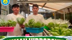 SMKN 7 Majene Gandeng Alumni Agribisnis Sukses Bangun Rumah Hidroponik dan Panen Raya Selada serta Pakcoy