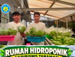 SMKN 7 Majene Gandeng Alumni Agribisnis Sukses Bangun Rumah Hidroponik dan Panen Raya Selada serta Pakcoy
